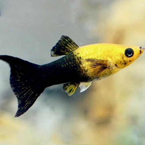 Poecilia sph-Molly panda gold/bl.lierst